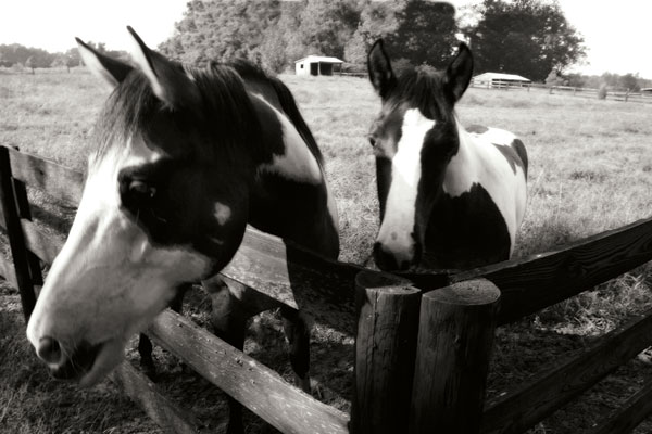 Stormy and Foal 1