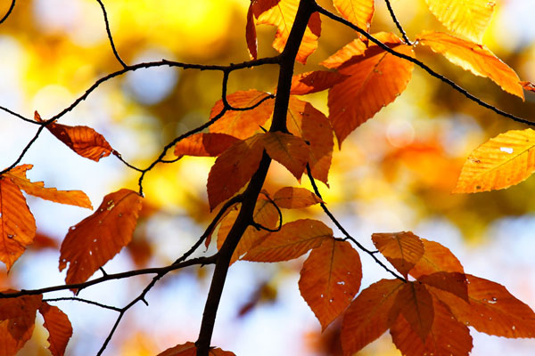Autumn Leaves 4