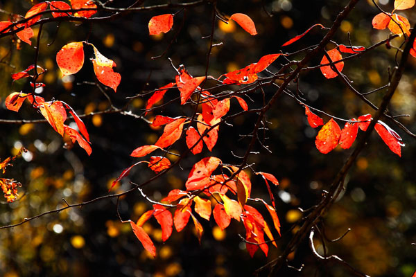 Autumn Leaves 6