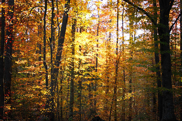 Sunset Through the Woods 1