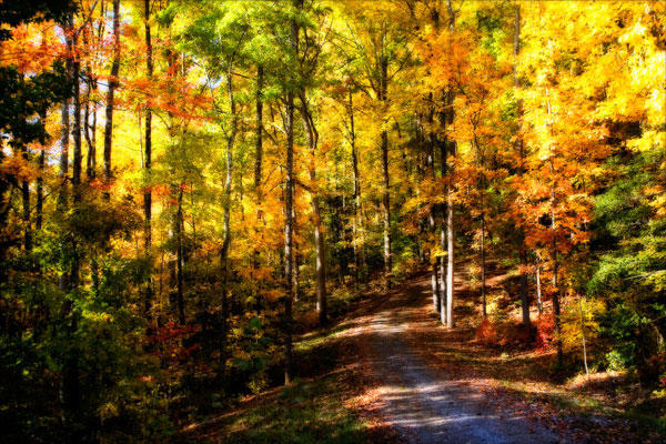 The Road Home