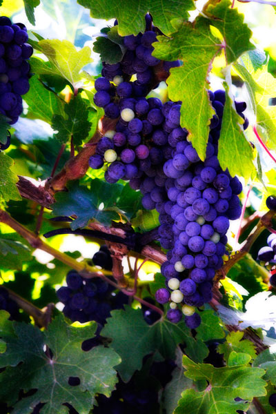Grapes 2