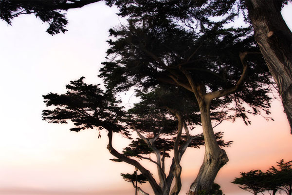 Cypress Silhouette 3