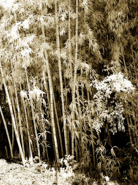 Bamboo Grove II