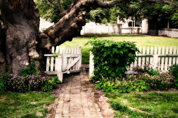 Grandfather Tree II