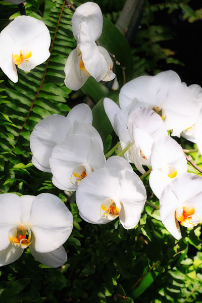 Orchids & Ferns II