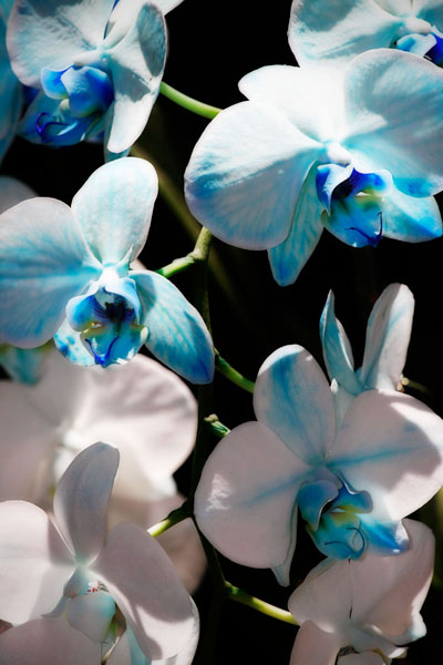 Blue Moth Orchids I