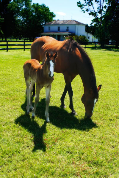 Mare & Foal I