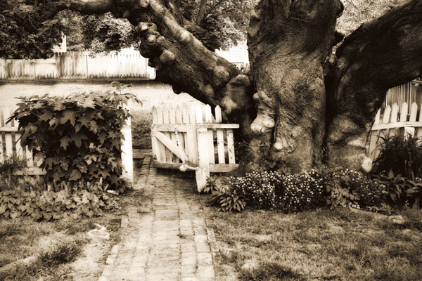 Grandfather Tree Sepia I