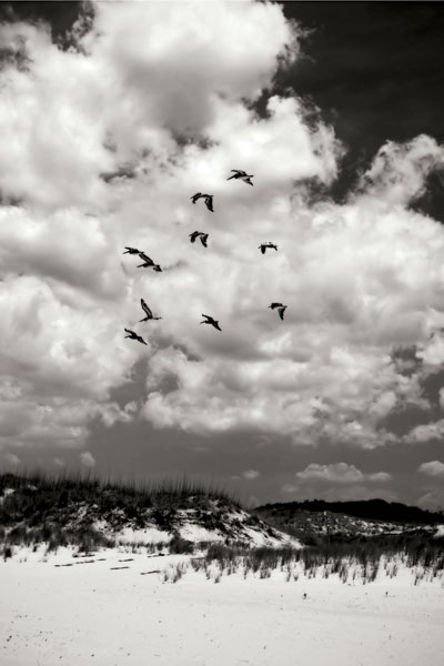 Pelicans over Dunes V bw