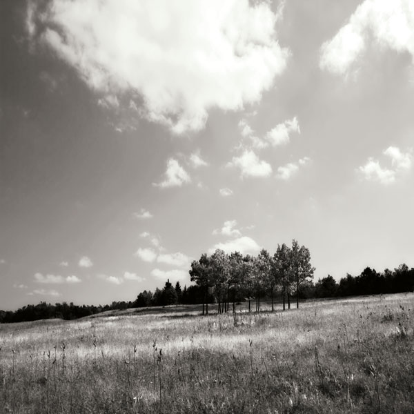 Tree Line Sq. I