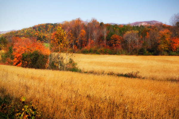 Sperryville Fields IV