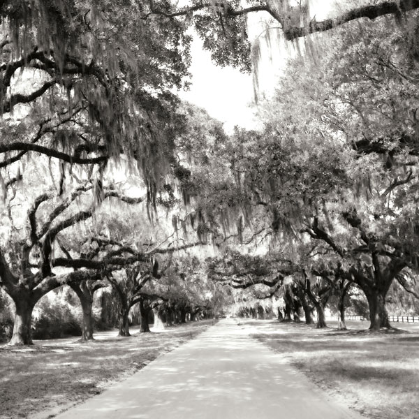 Charleston Oaks Sq. X