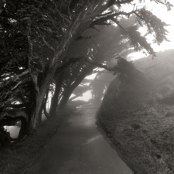 Point Reyes III