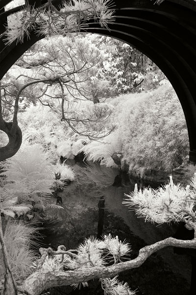 San Francisco Garden IV