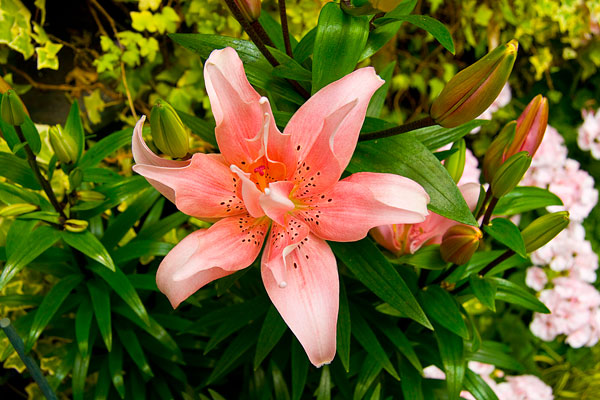 Pink Lily