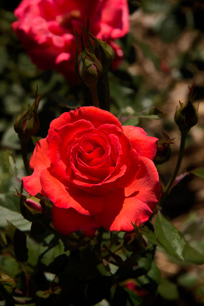 Red Rose