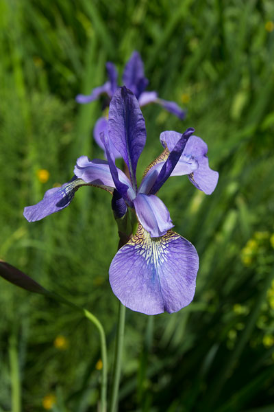 Blue Iris