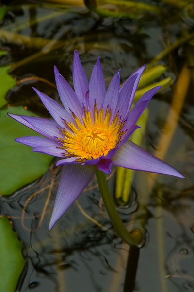 Purple Water Lilies I
