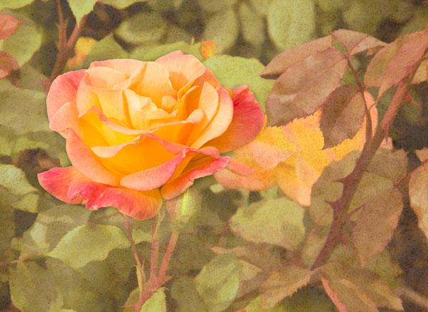 Sunset Rose