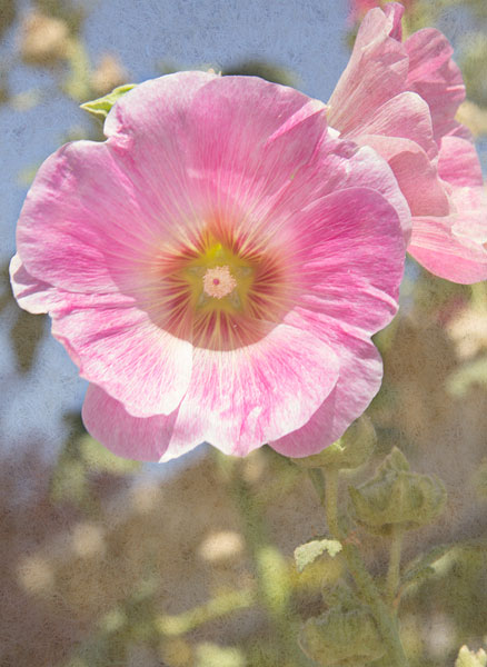 Good Morning Flower