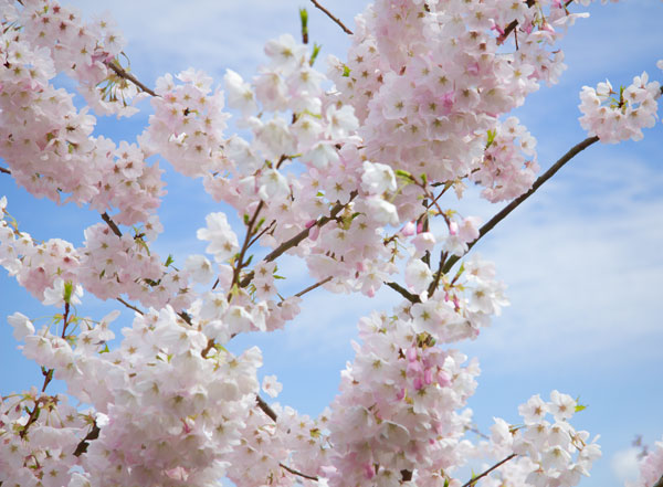 Spring Blossoms