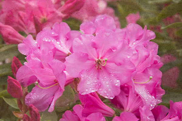 Pink Rhododendron