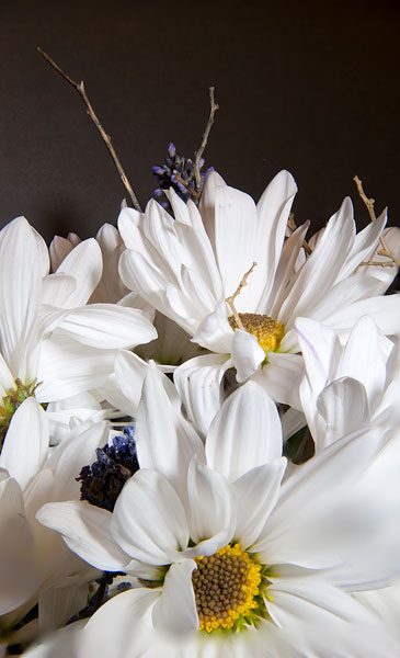 White Daisies