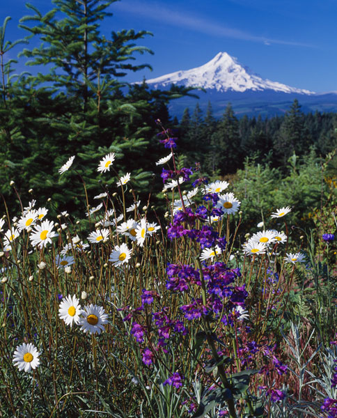 Mt. Hood V