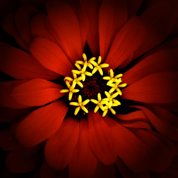 Red Zinnia