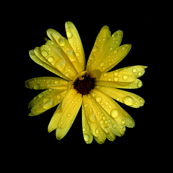 Yellow Marigold