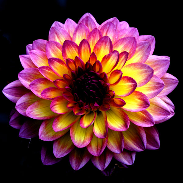 Dahlia