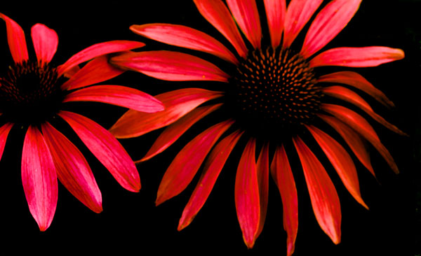 Red Echinacea