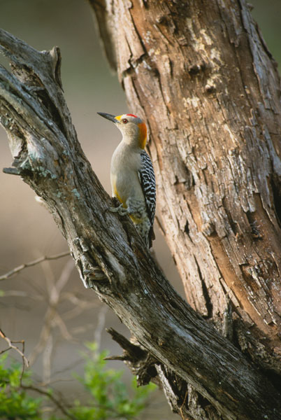 Ladder Back Woodpecker