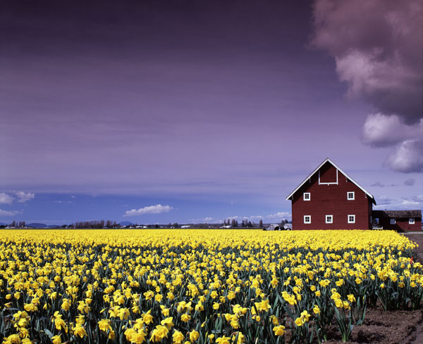 Barn in Daffodils