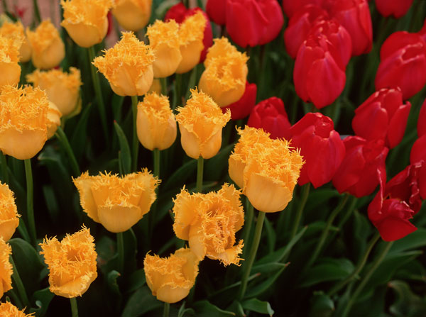 Tulips