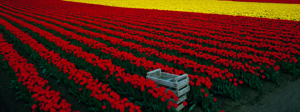 Spring Tulips