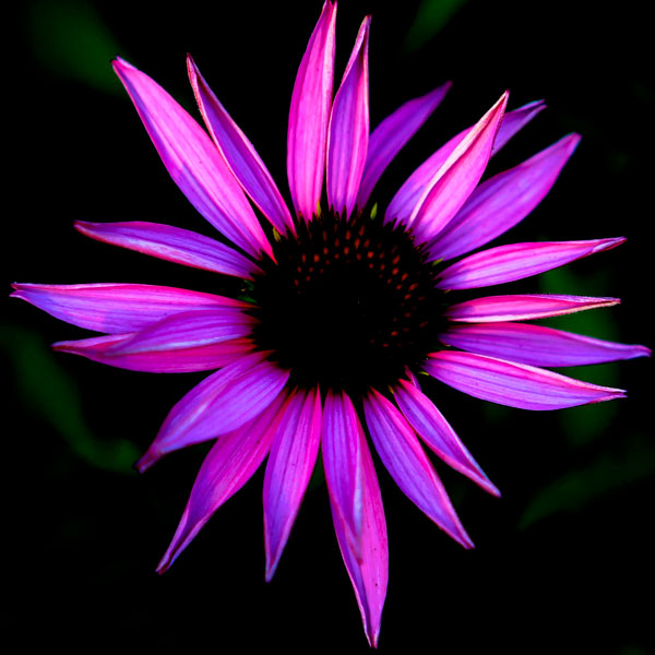 Pink Cone Flower