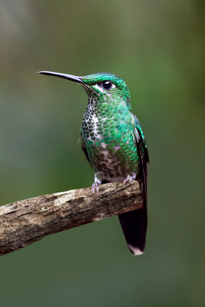 Hummingbird IV