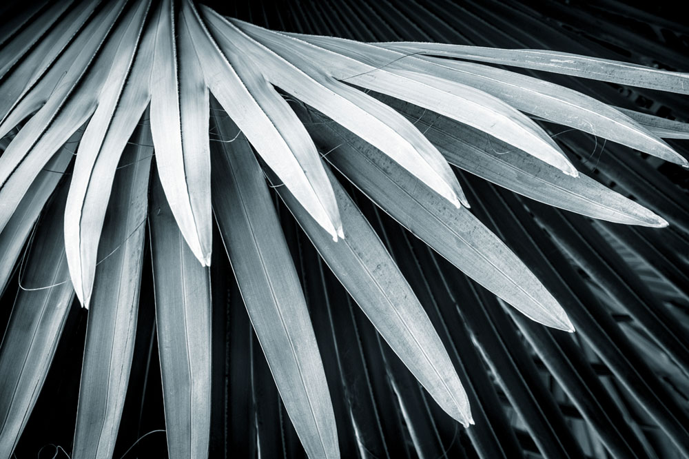 Fan Palm I