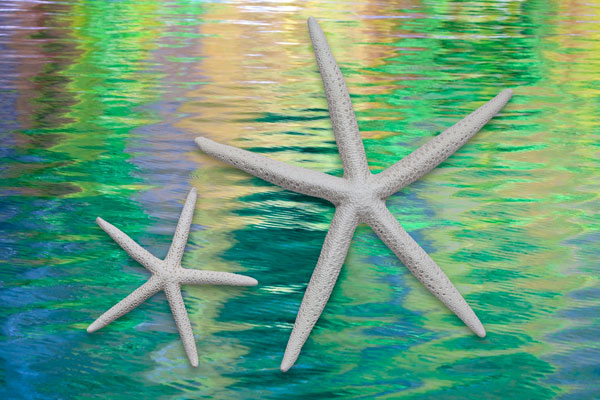 Starfish on Water II