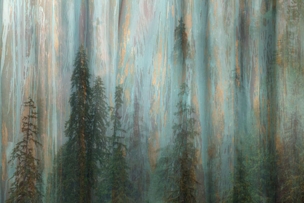 Forest II