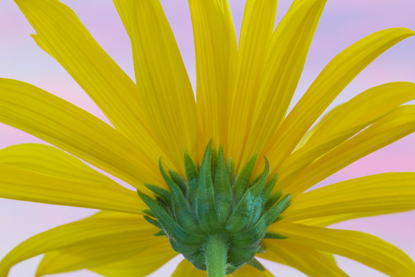 Sunflower Macro II