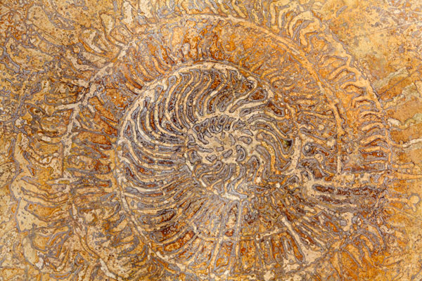 San Miguel Fossils I