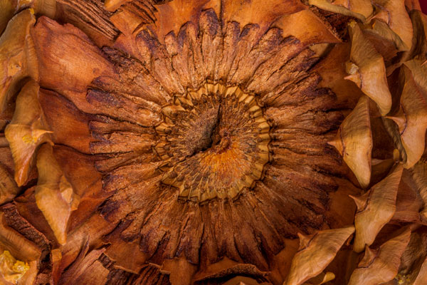 Pine Cone II