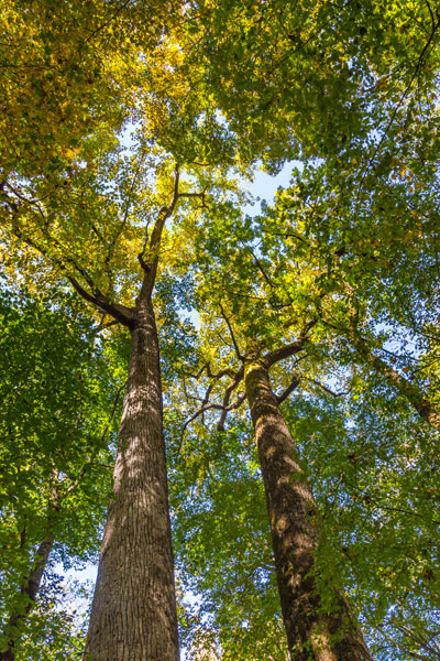 Tulip-Poplar Tree II