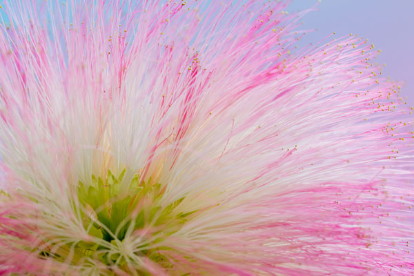 Mimosa Tree Blossom III