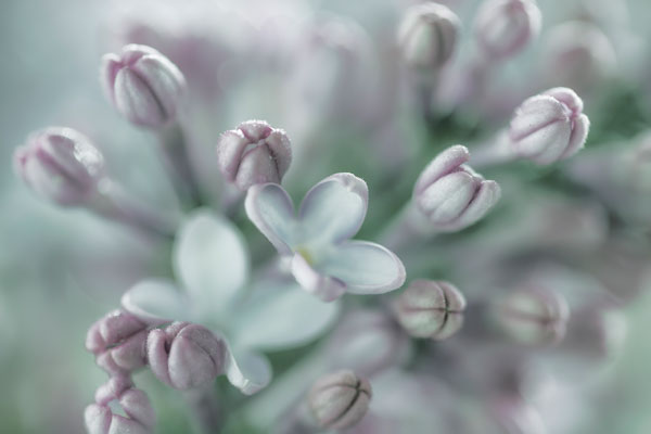 Lilac Blossom I