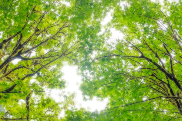 Big Leaf Maple II
