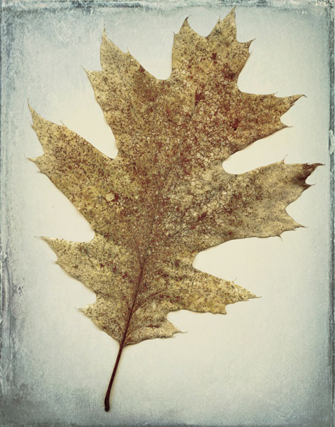 Oak Leaf